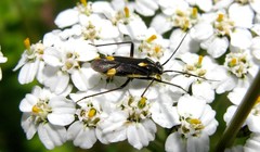 Capsodes sulcatus