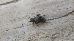 Chlamydatus evanescens