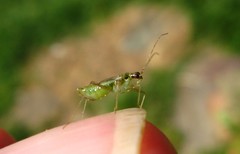 Dicyphus pallidus