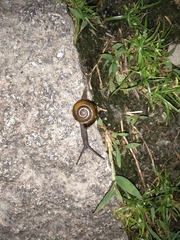 Macrochlamys hippocastaneum