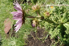 Berkheya purpurea