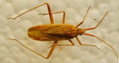 Miridius quadrivirgatus