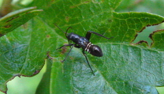 Miris striatus