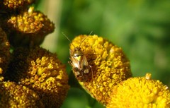 Orthops