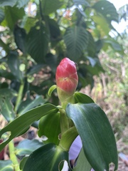 Costus woodsonii image