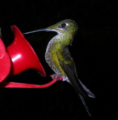 Heliodoxa imperatrix