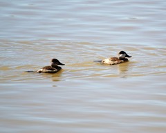Oxyura jamaicensis