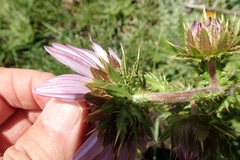 Berkheya purpurea