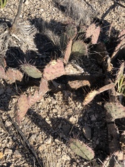 Opuntia macrocentra