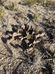 Opuntia macrocentra
