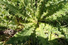 Berkheya purpurea