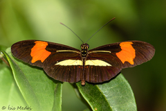 Heliconius erato phyllis