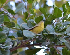 Leiothlypis celata