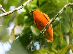Orange Fruit Dove photo 5