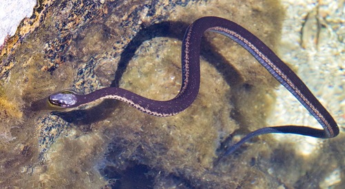 West Coast Garter Snake