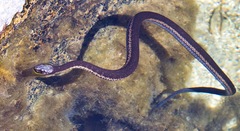 West Coast Garter Snake photo 5