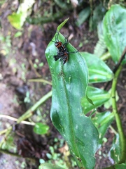 Chromacris psittacus