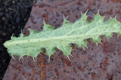 Berkheya purpurea