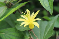 Passiflora citrina