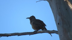 Toxostoma curvirostre