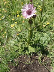 Berkheya purpurea