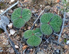 Oxalis pulchella