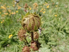Berkheya purpurea