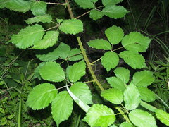 Rubus constrictus
