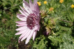 Berkheya purpurea