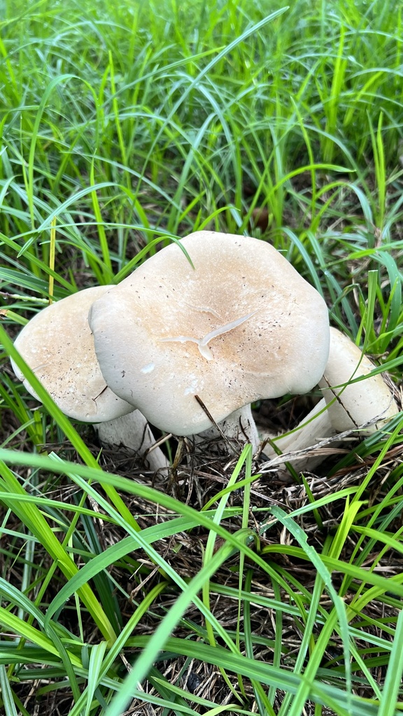 Agaricus campestris · August 2023 · photo: © pathway0201 (iNaturalist, cc-by)
