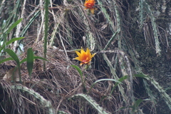 Disocactus aurantiacus
