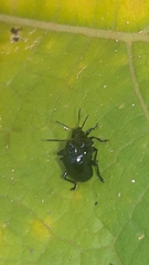 Typophorus nigritus
