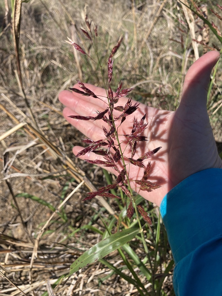 Johnson grass from Mount Murchison, QLD, AU on August 10, 2023 at 0920