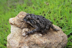 Incilius porteri