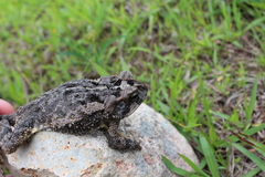 Incilius porteri