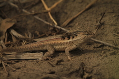 Microlophus occipitalis