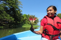 Pachira aquatica