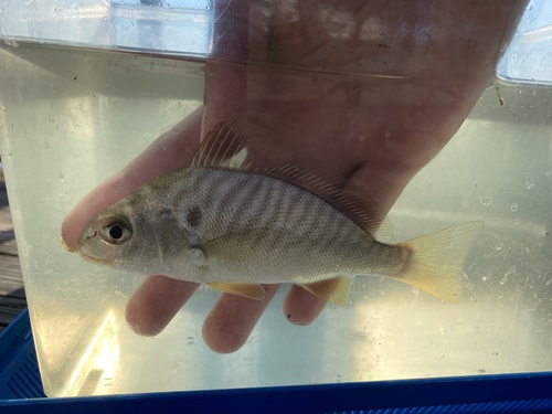 Spot croaker (Leiostomus xanthurus) — Sciaenidae — 4