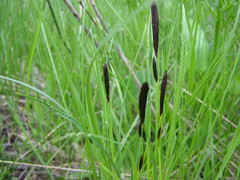 Carex melanostachya