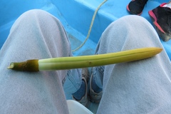 Pachira aquatica