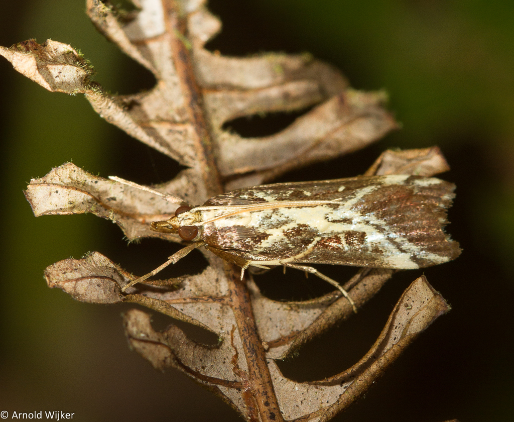 Hoploscopa matheae