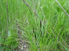 Carex melanostachya