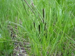 Carex melanostachya