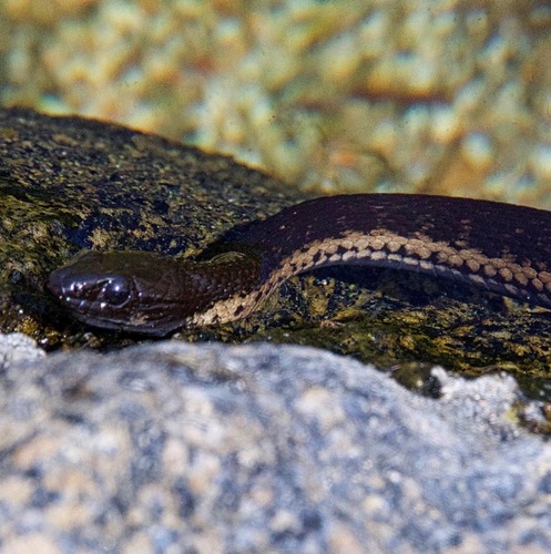 Cape Garter Snake