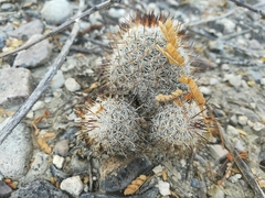 Mammillaria haageana meissneri