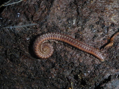 Tynommatidae
