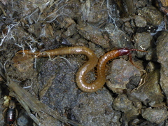 Dicellophilus limatus