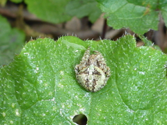 Araneus andrewsi