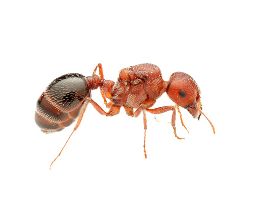 Bicolored Harvester Ant