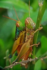 Caryanda spuria
